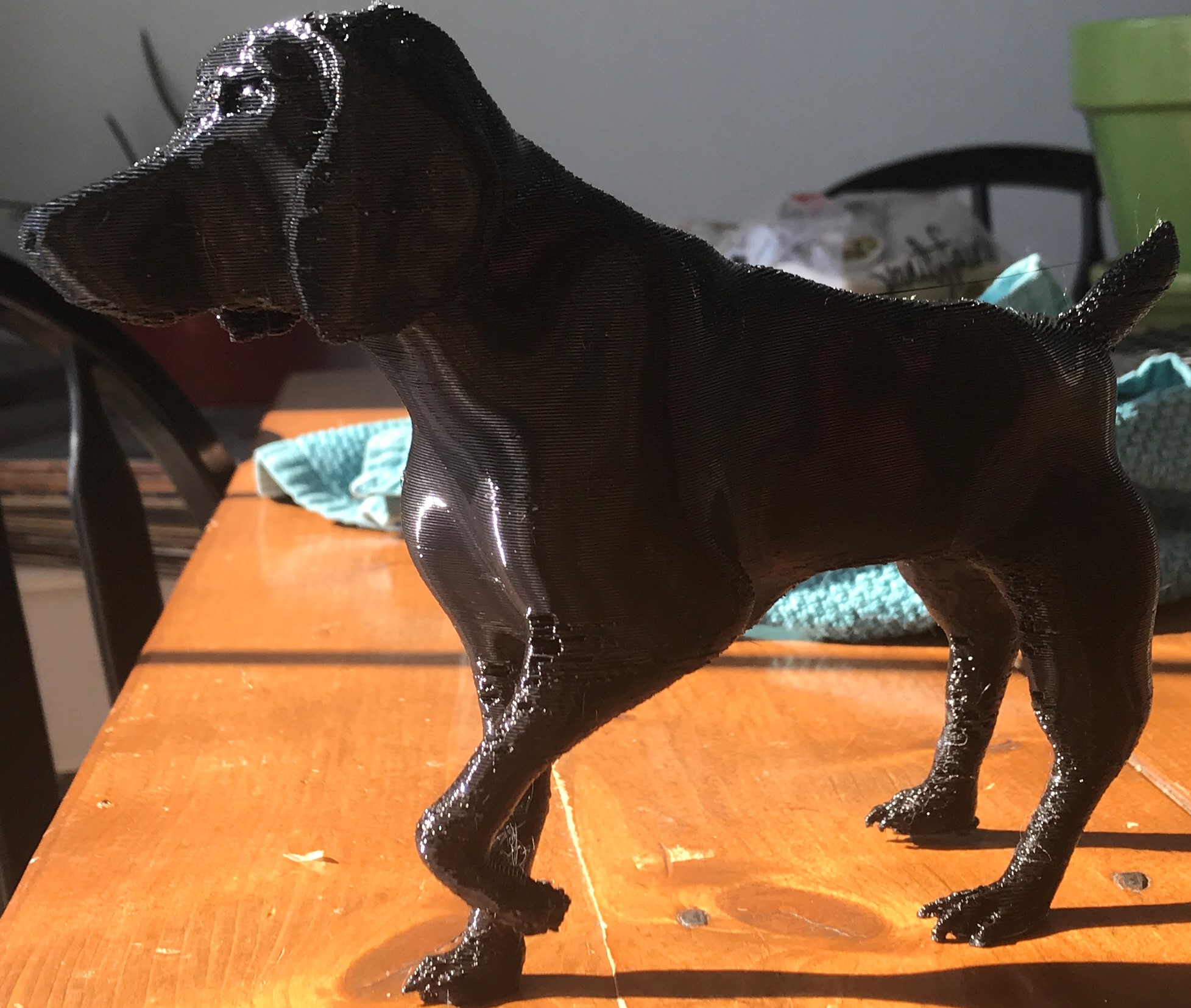 German Shorthair Pointer GSP