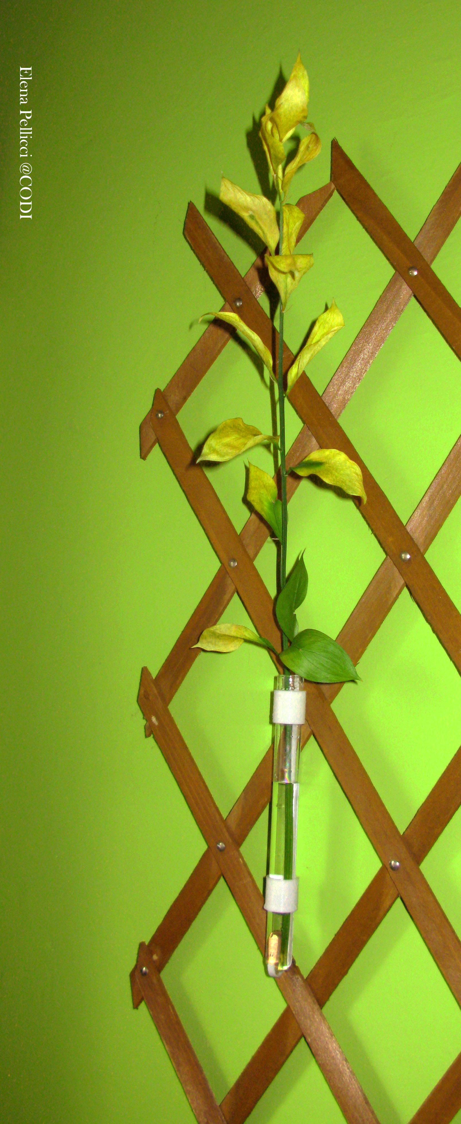Supporto reggi provetta Vaniglia - Tube holder vanilla beans