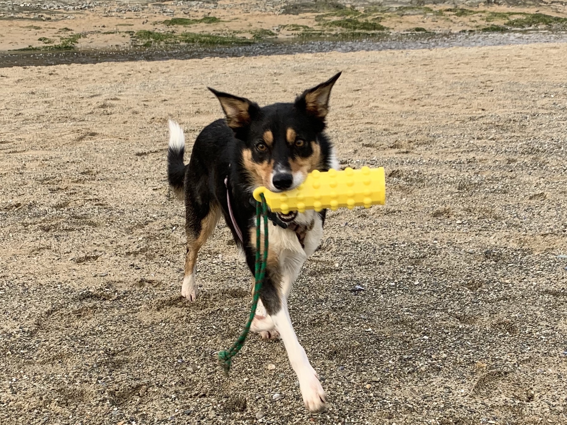 Floating Dog Toy for Water Play and Fetch