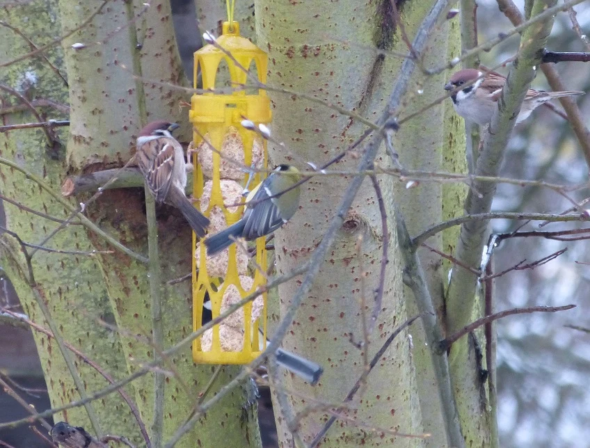 Fat ball bird feeder (up to 5 big balls)