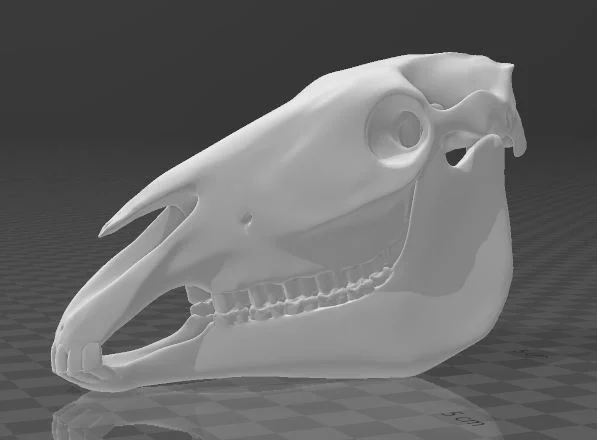 craneo de caballo - (horse skull)