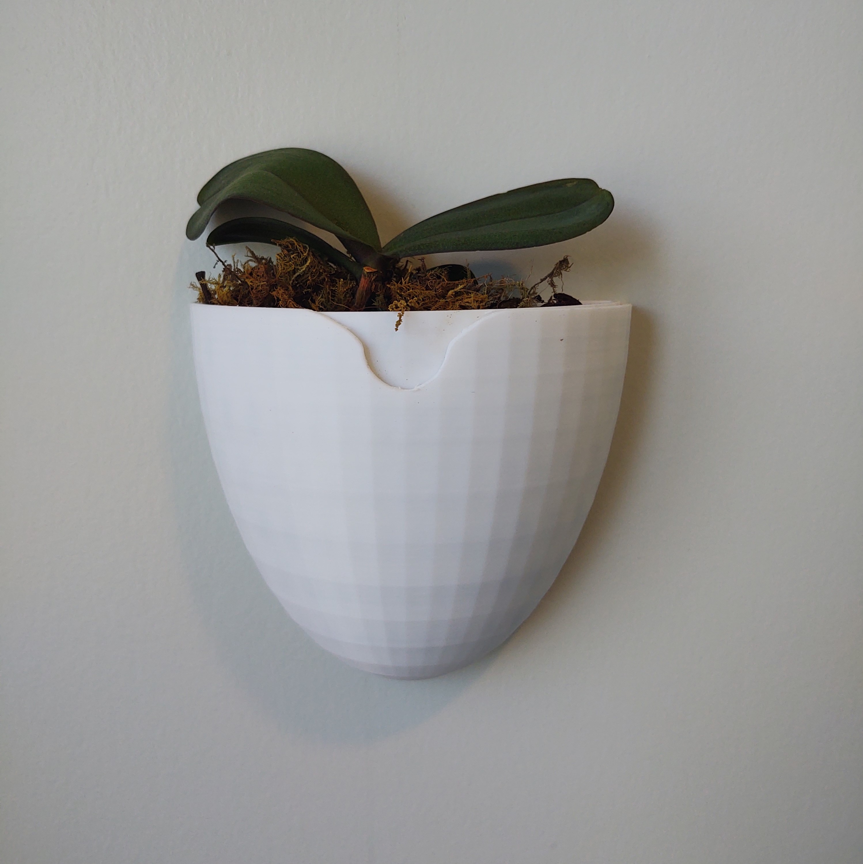 Orchid Wall Planter
