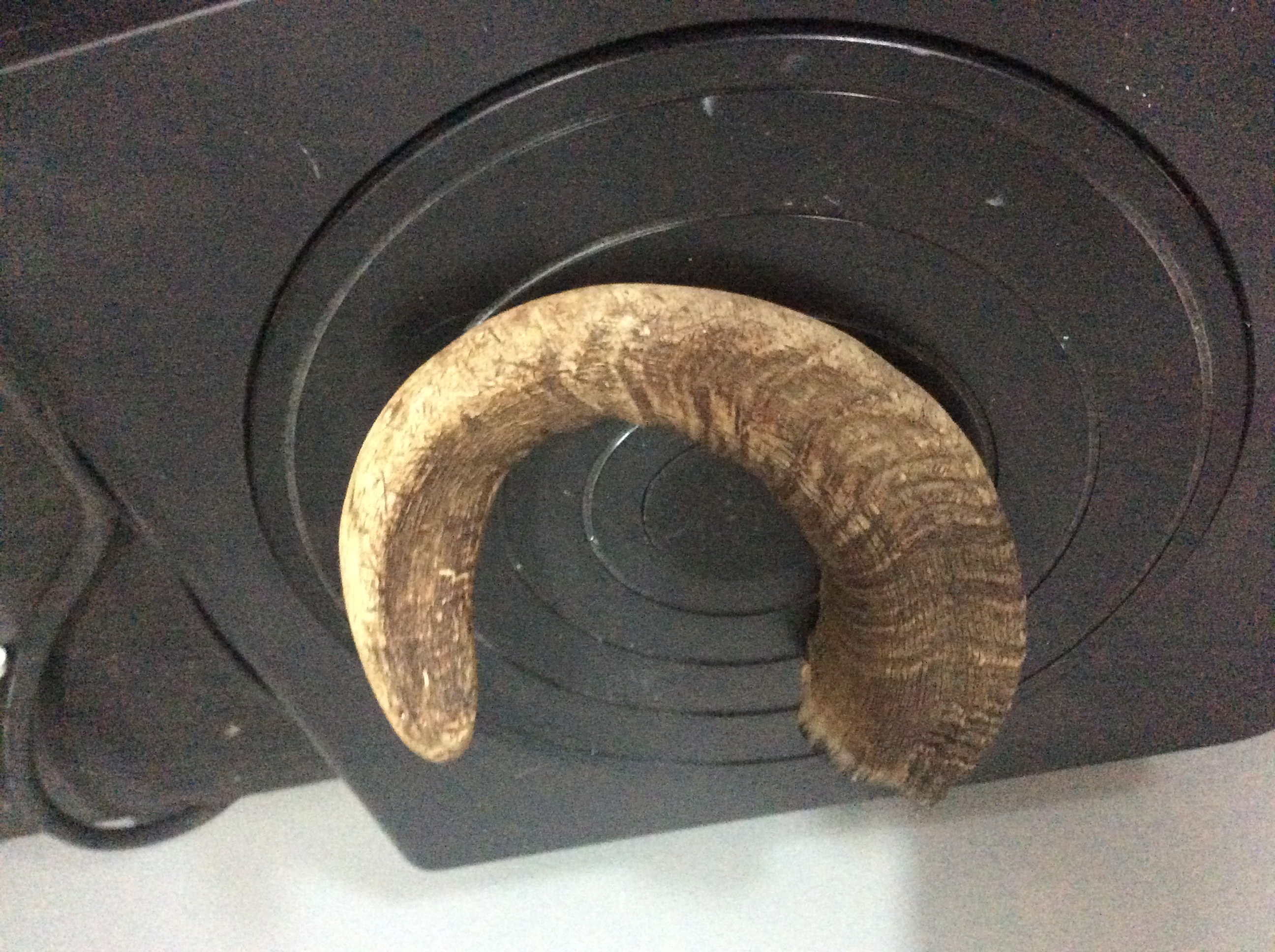 Ram's horn 3d scan