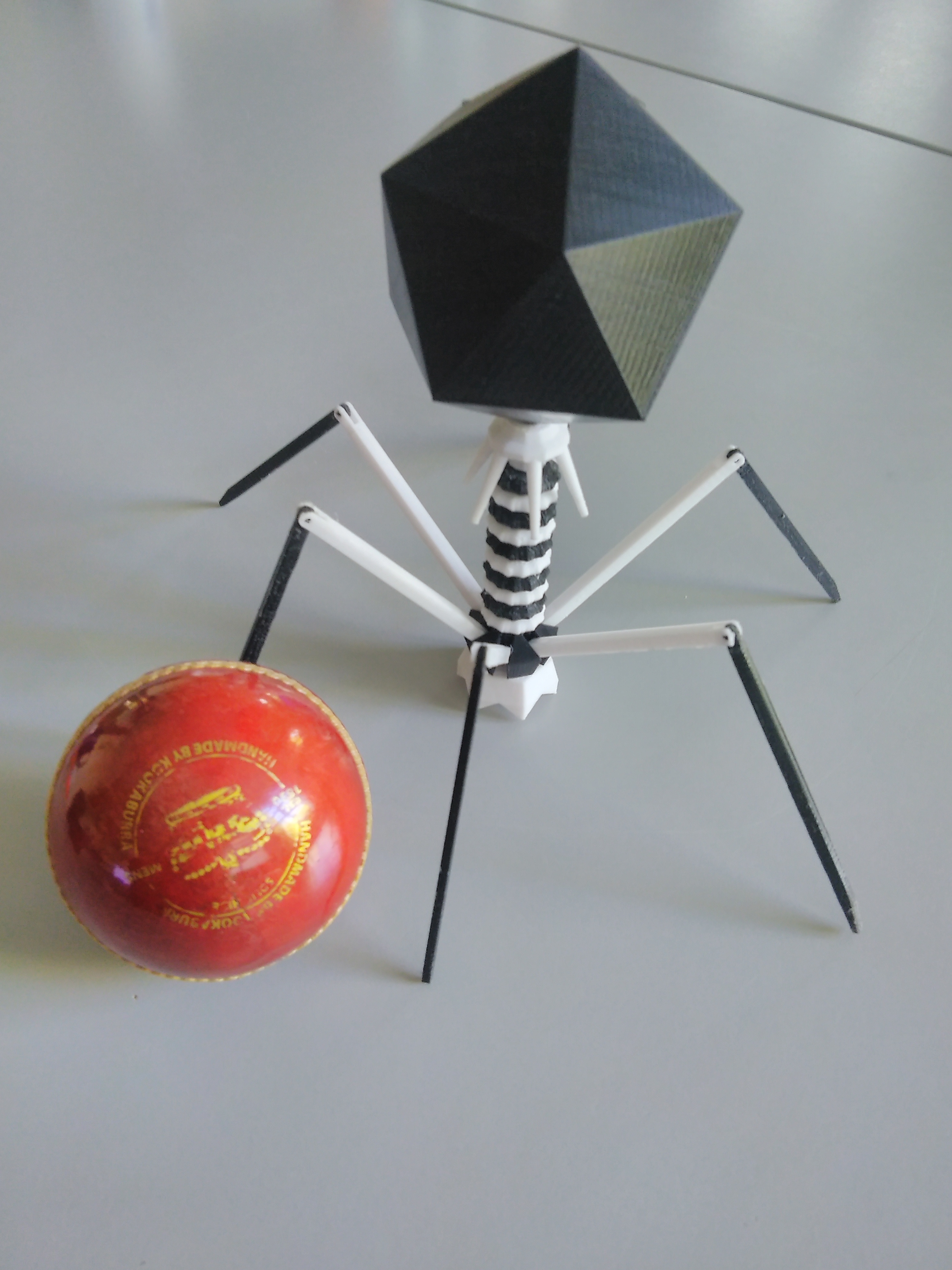 Articulated phage model