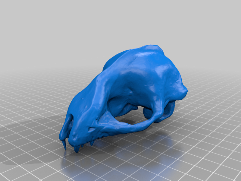 Bat Skull