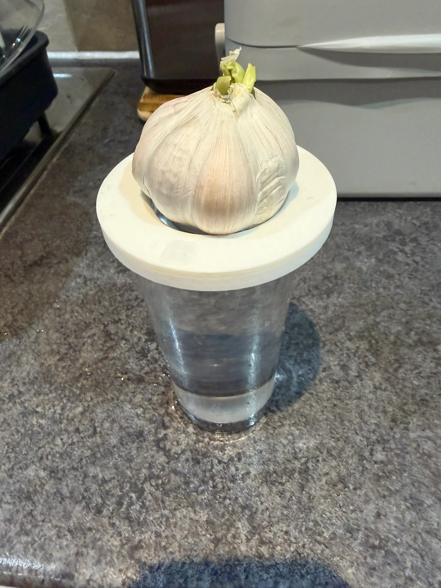 Onion Growing Plate