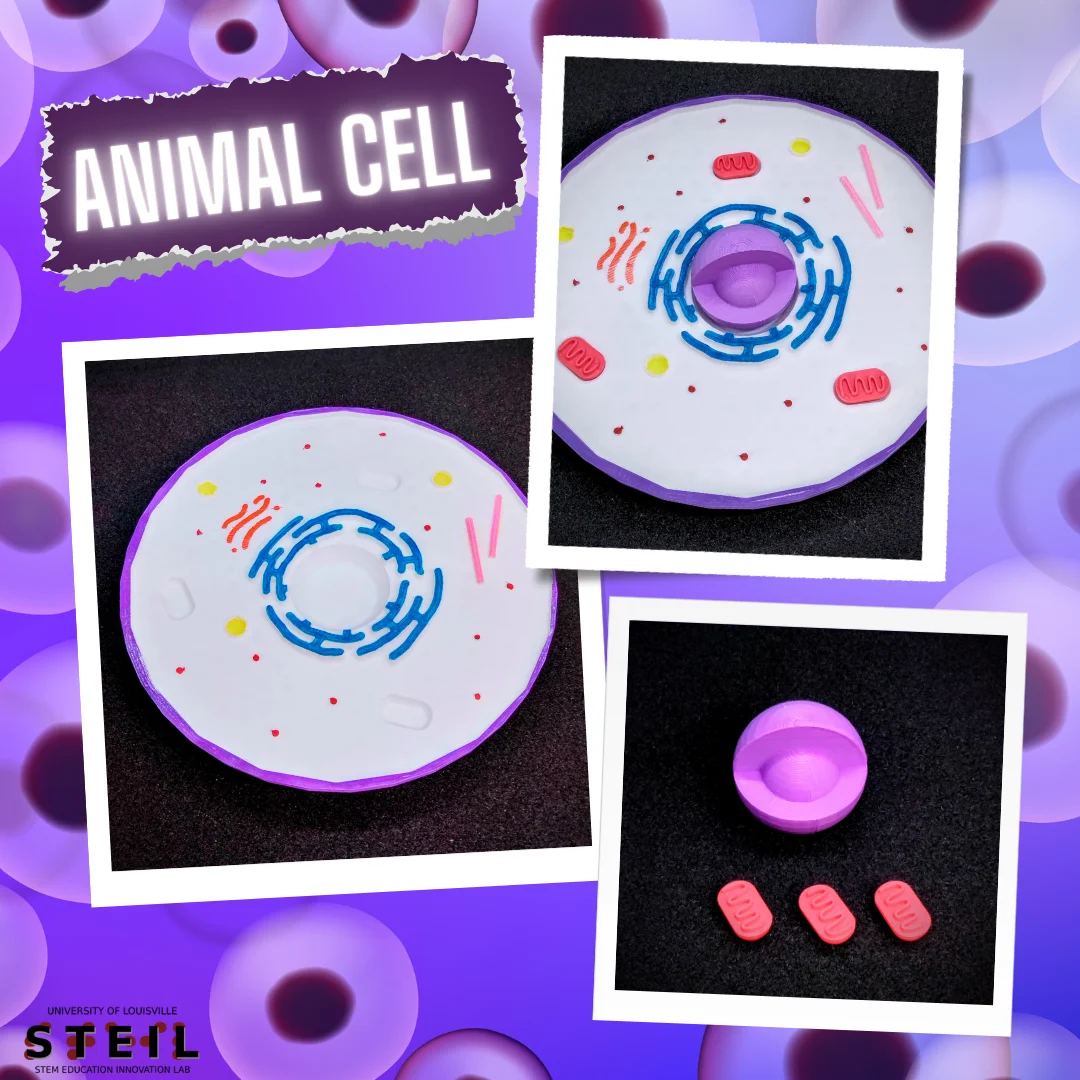 Animal Cell