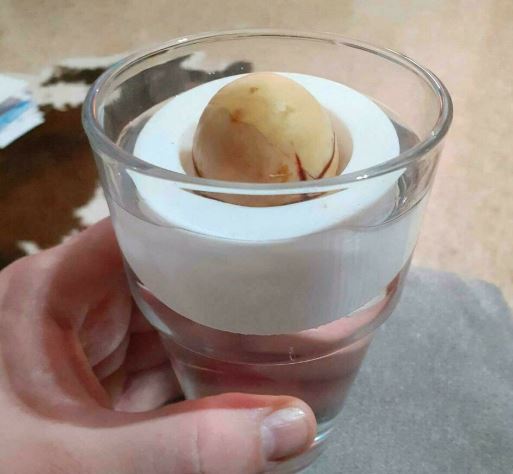Avocado Seed holder / swimmer