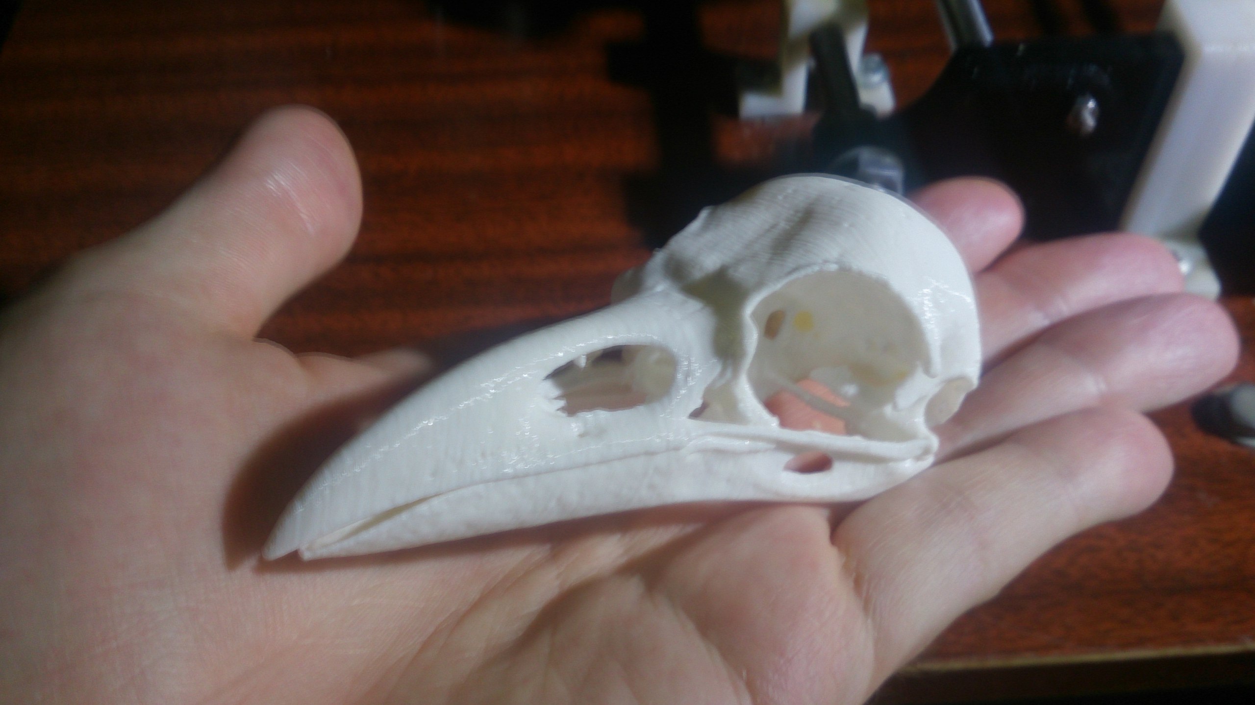 The Real Skull of a Raven