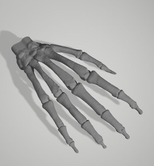 Human Hand Bones Hanger