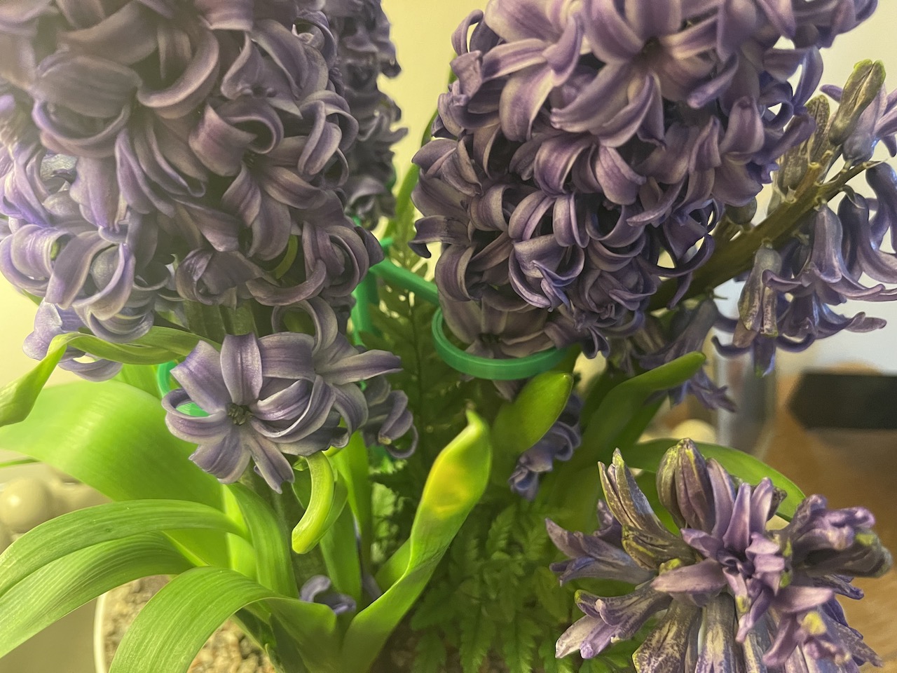 Hyacinth Bulb Plant Support (4 Options)