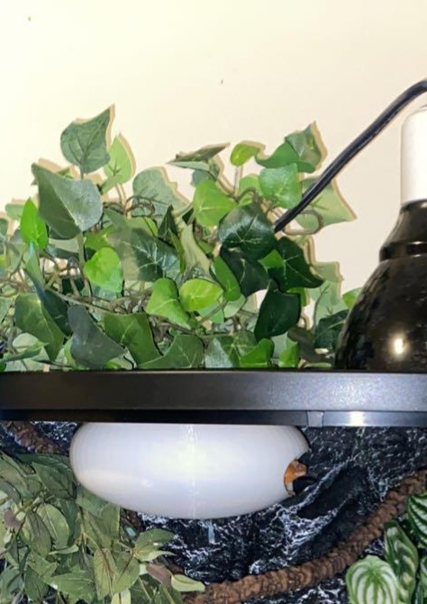Reptile Hide 1.0