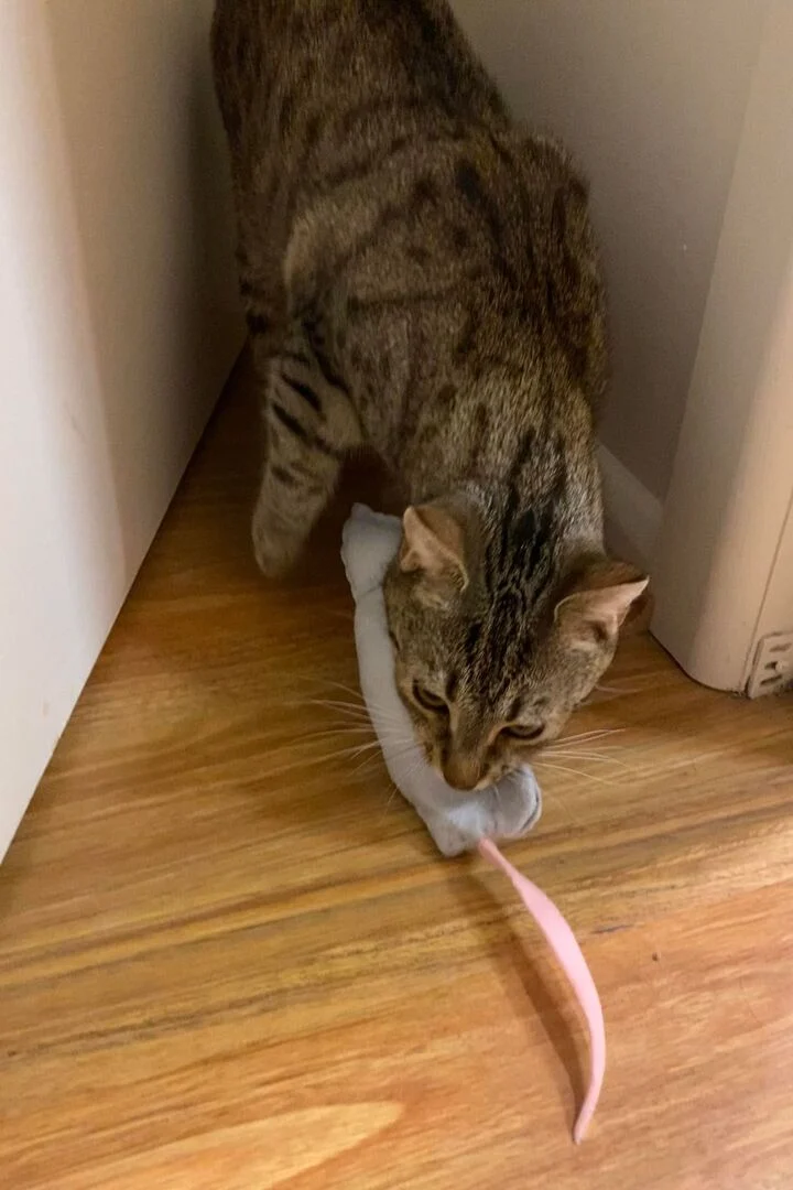 Cat Food Hunting Toy