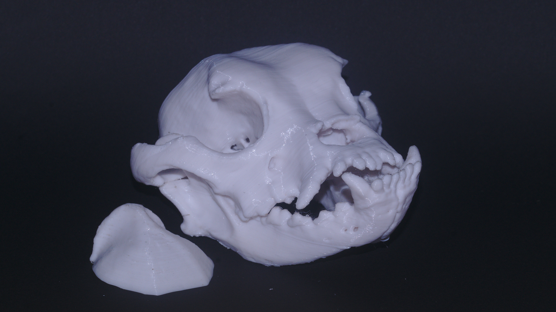 Bulldog Skull