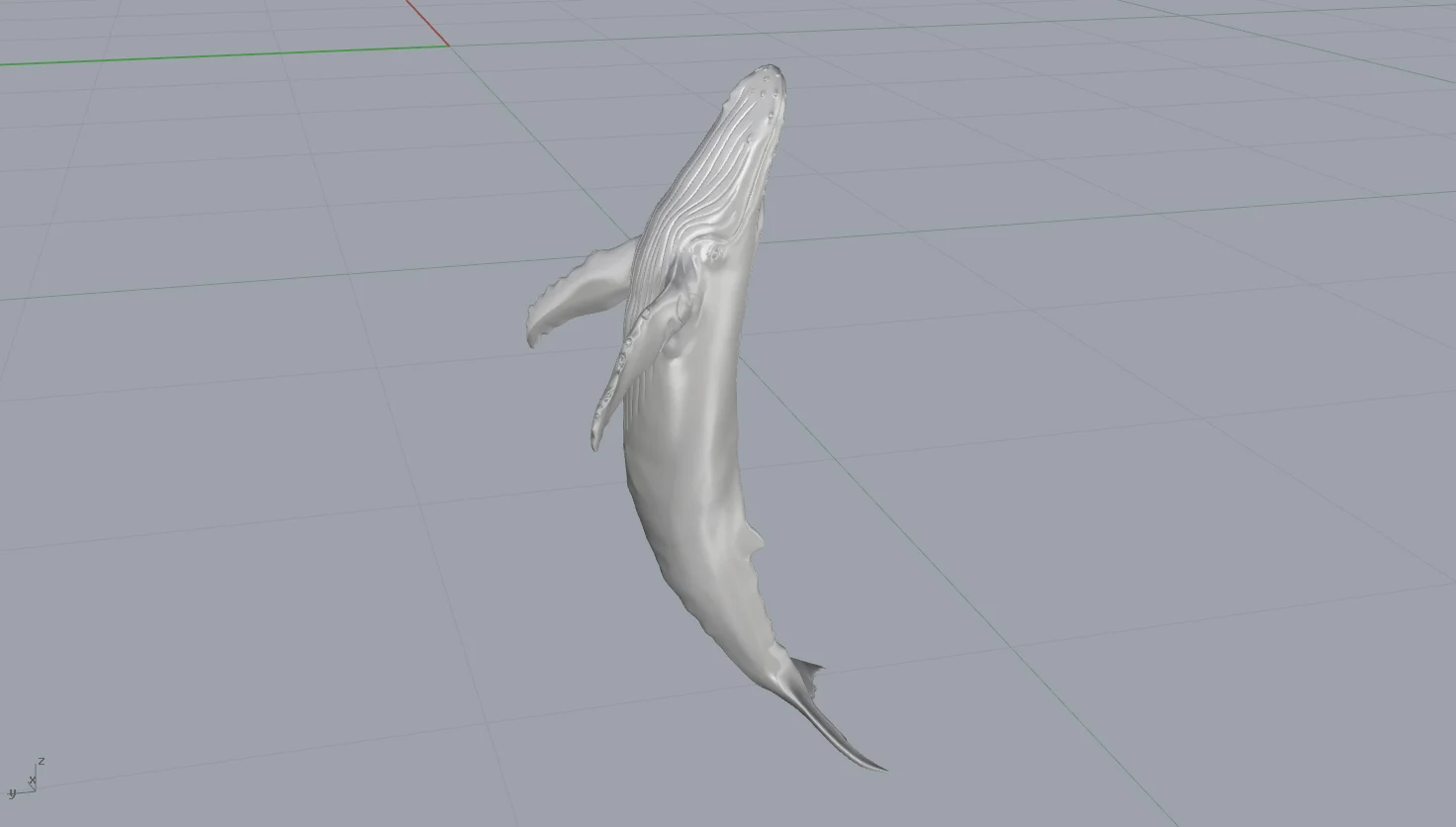 Humpback Whale