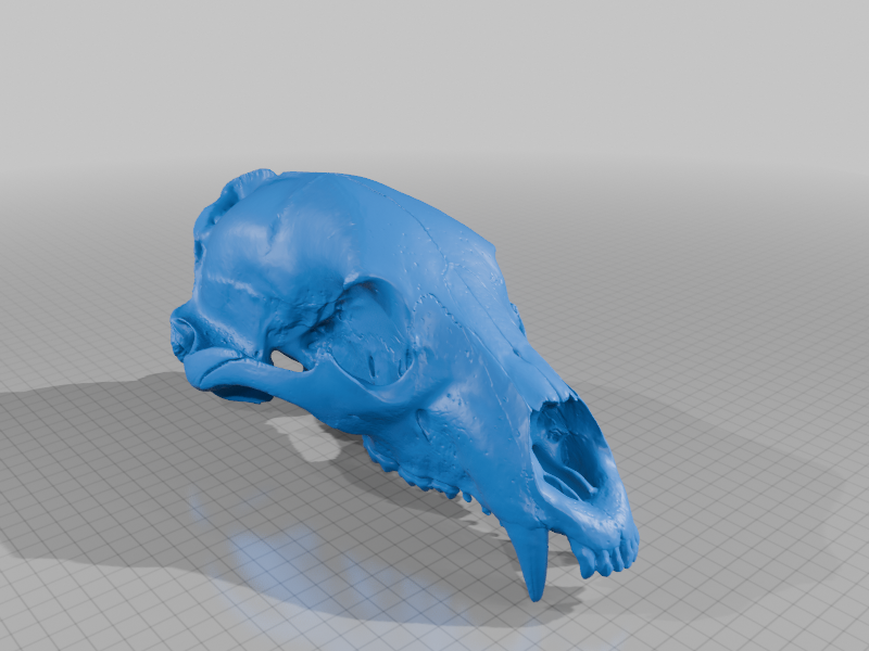 Young Black Bear Skull