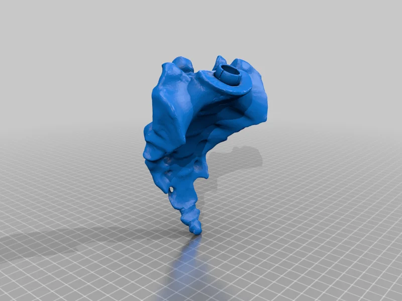 Sacrum with Connecting Ball Joint - Remesh