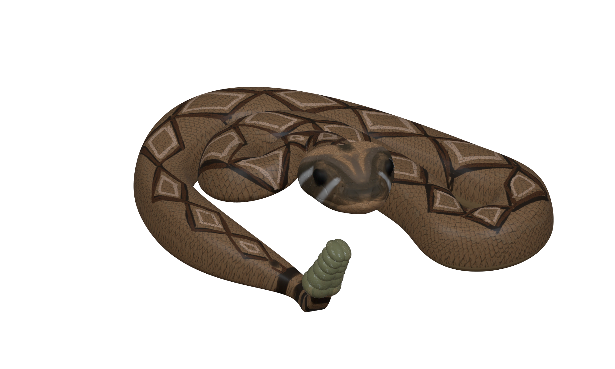 Western Diamondback Rattlesnake