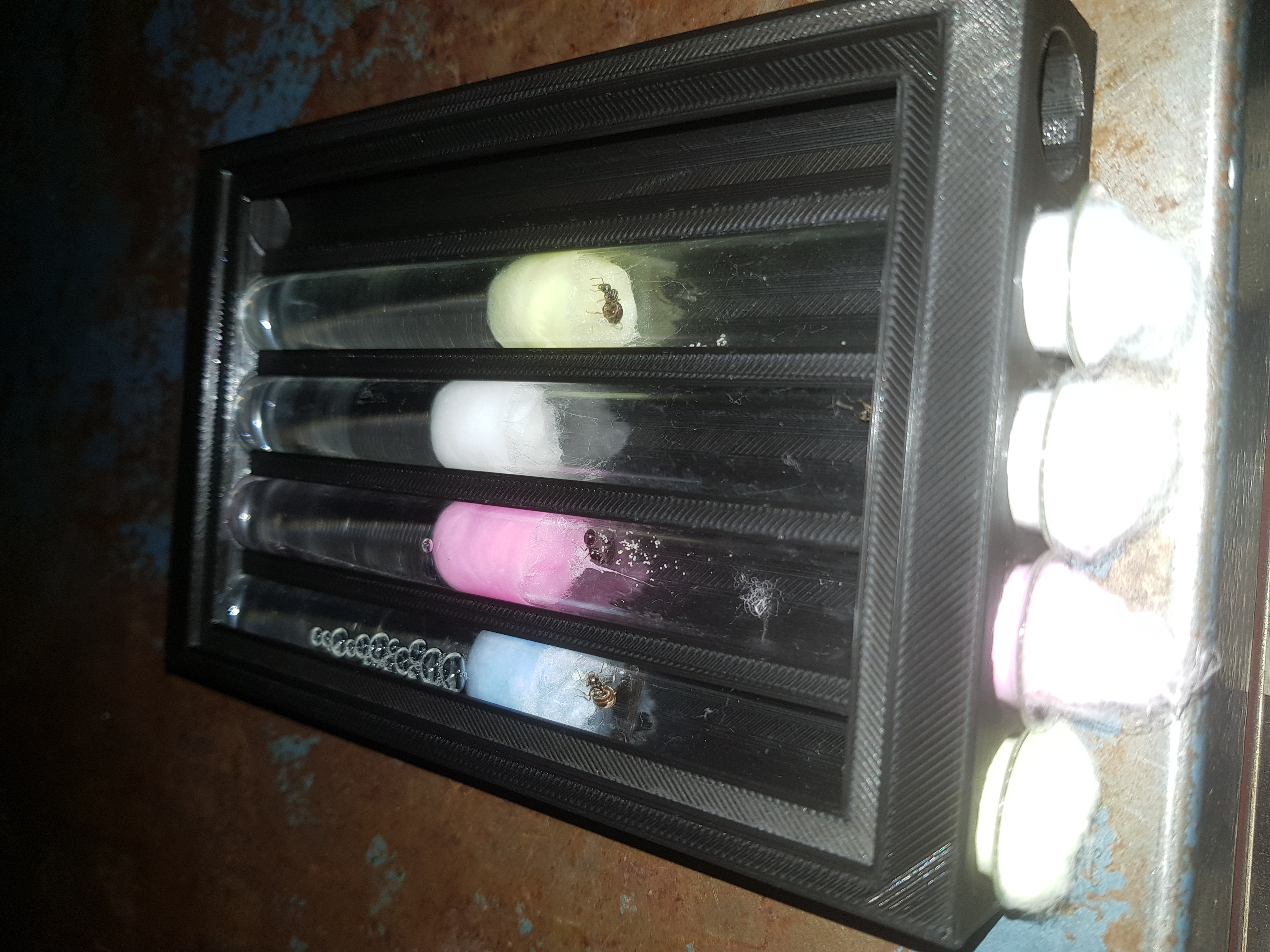 Ant test tube holder with lid version 2