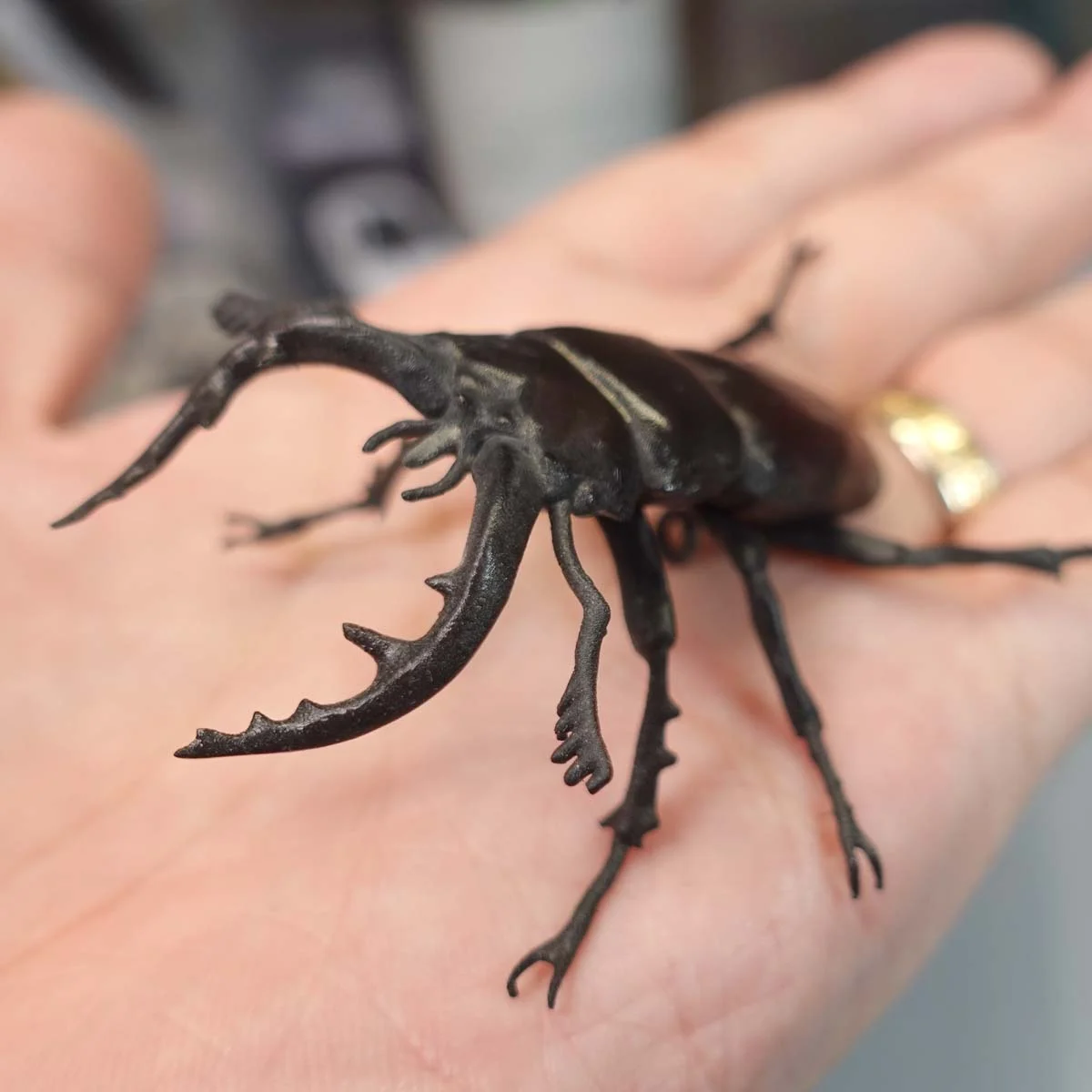 Sawtoothed stag beetle