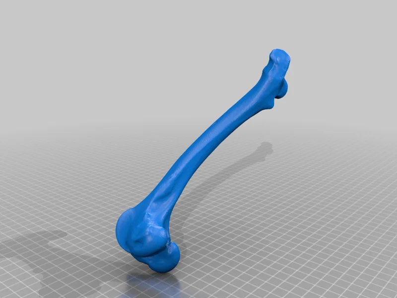 Bone / Deer Bone - Humerus
