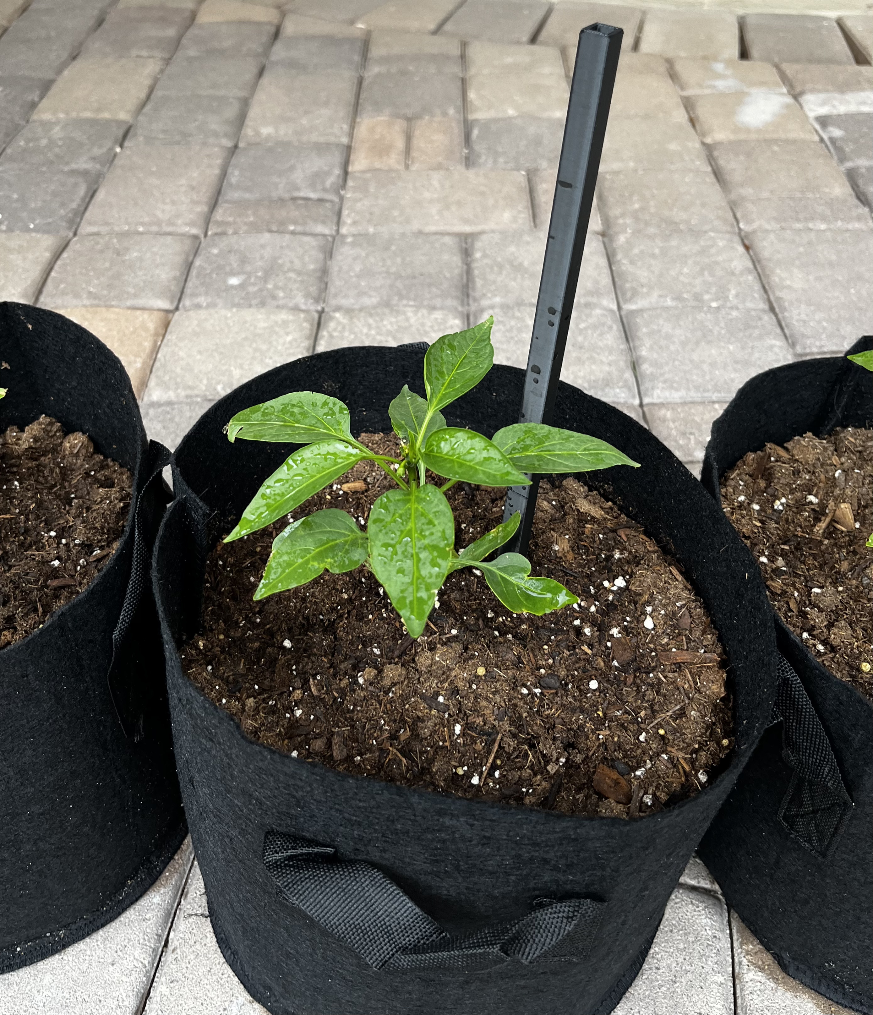 Plant Support/Holder