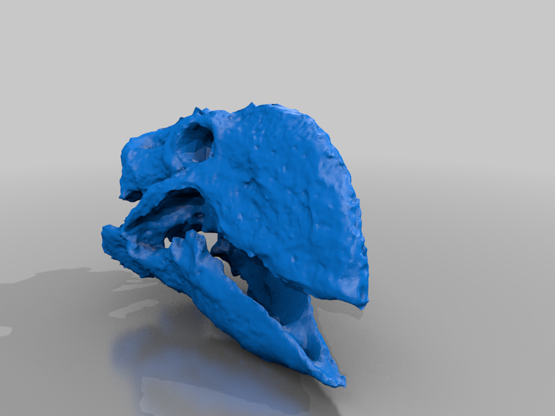 Gastornis Skull