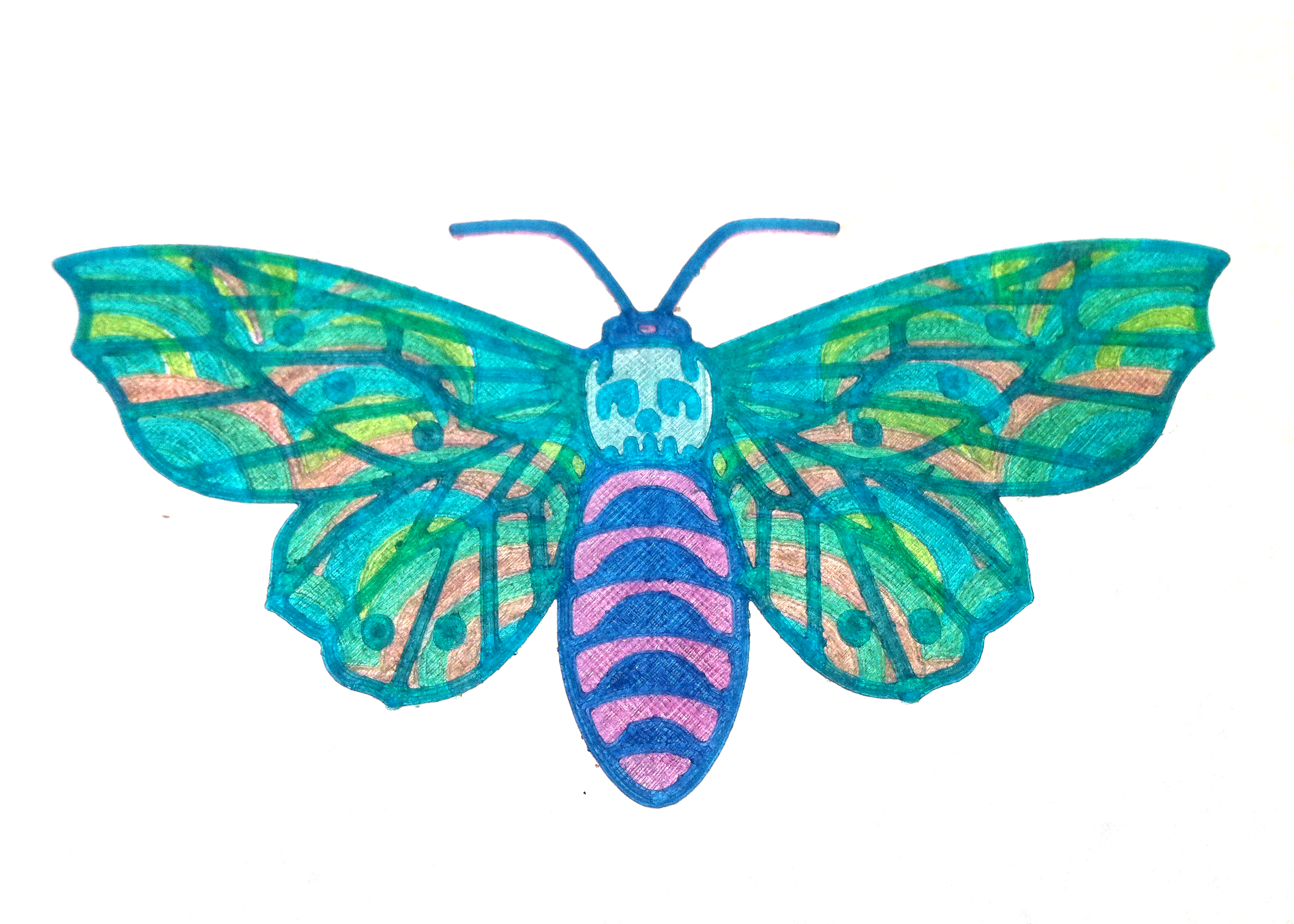 Death's-head Hawkmoth