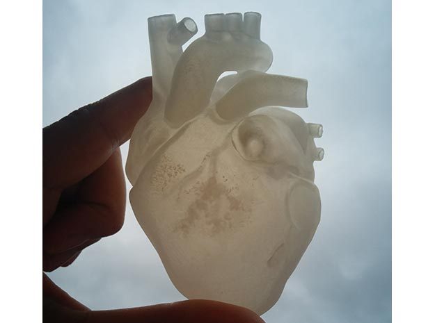 Anatomical Heart
