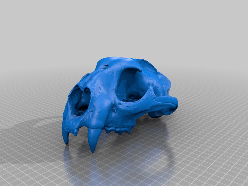Mountain Lion Skull