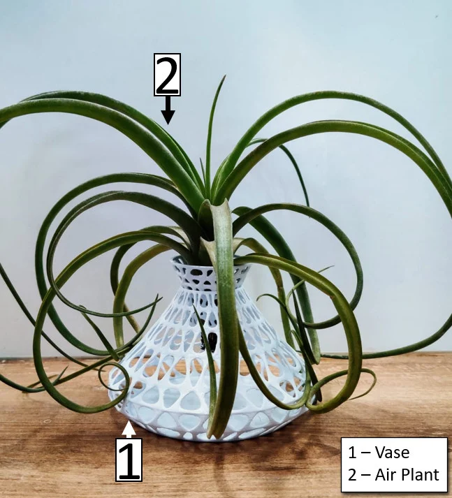 Air Plant Holder / Vase