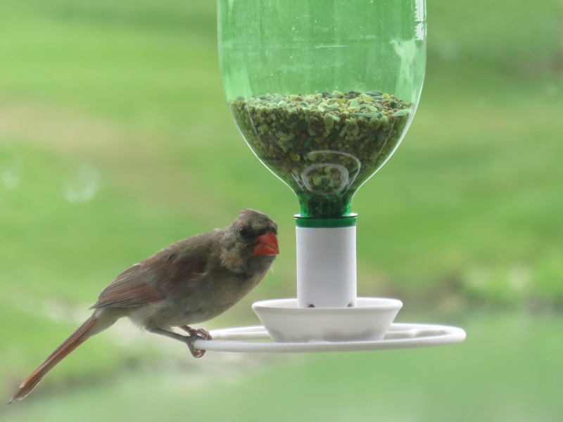Big Bird Bottle Feeder