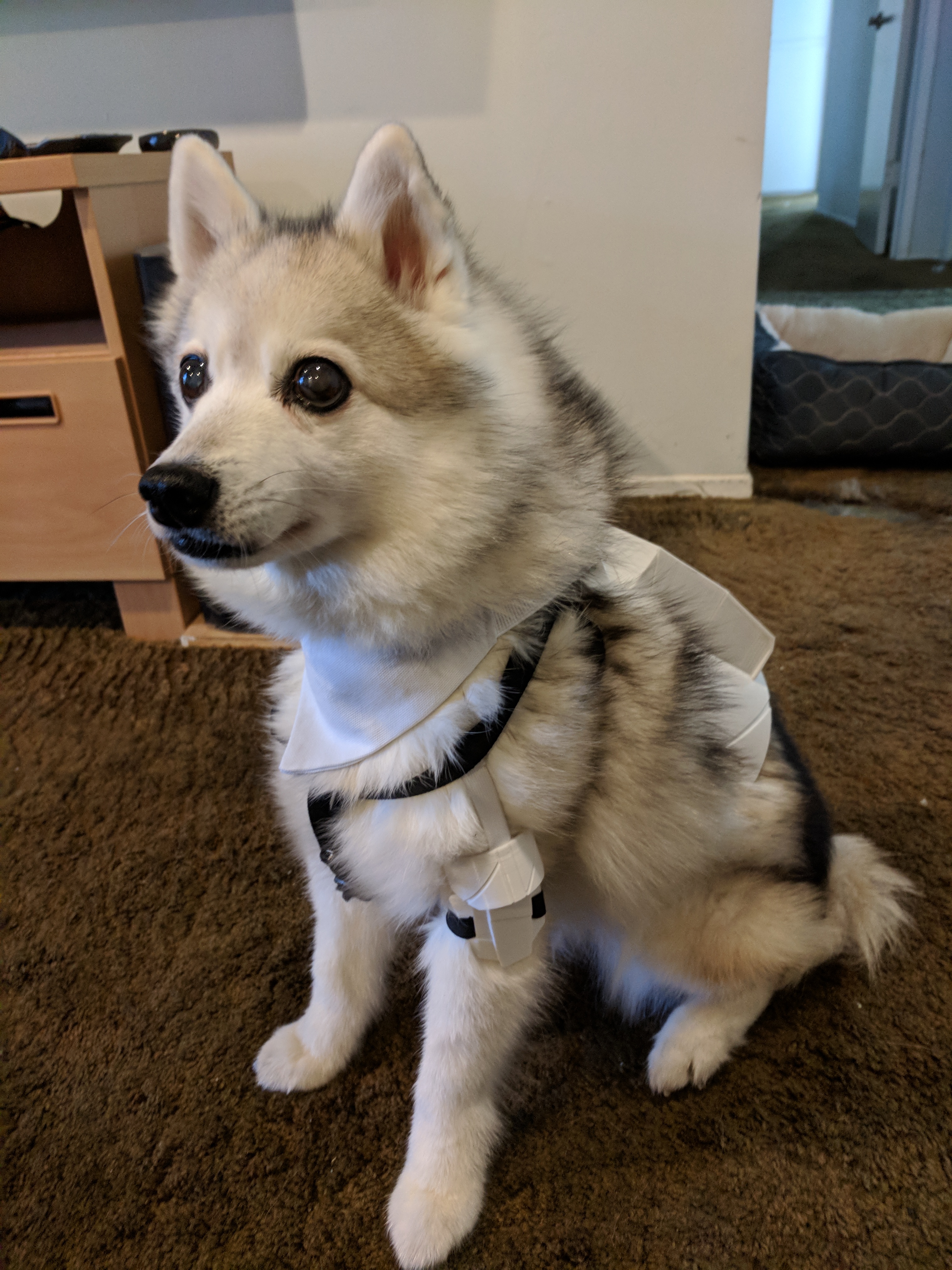 Patrol Trooper Dog Armor