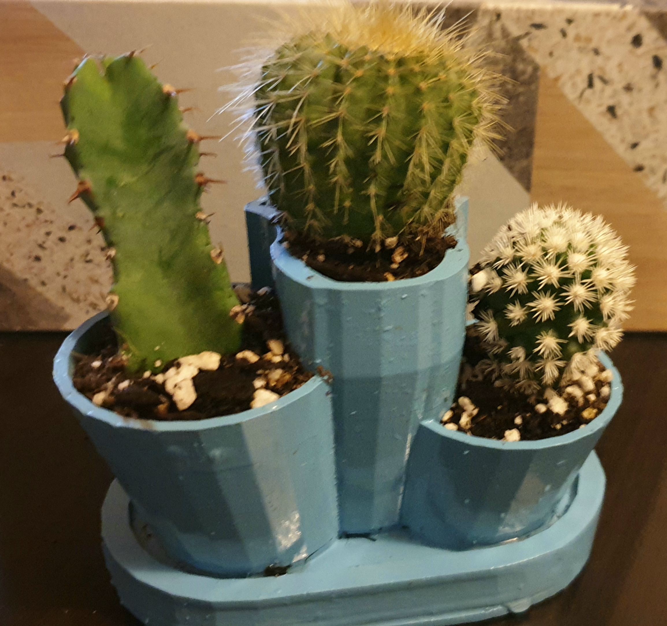 Plant pot for my Cacti