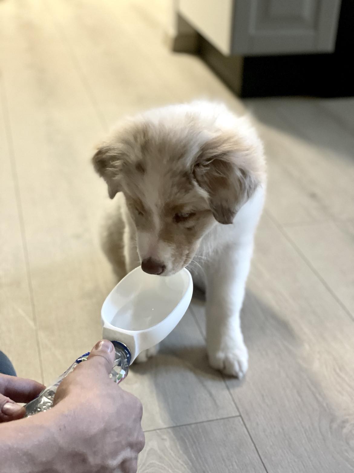 Pet Sipper - No spill water bowl
