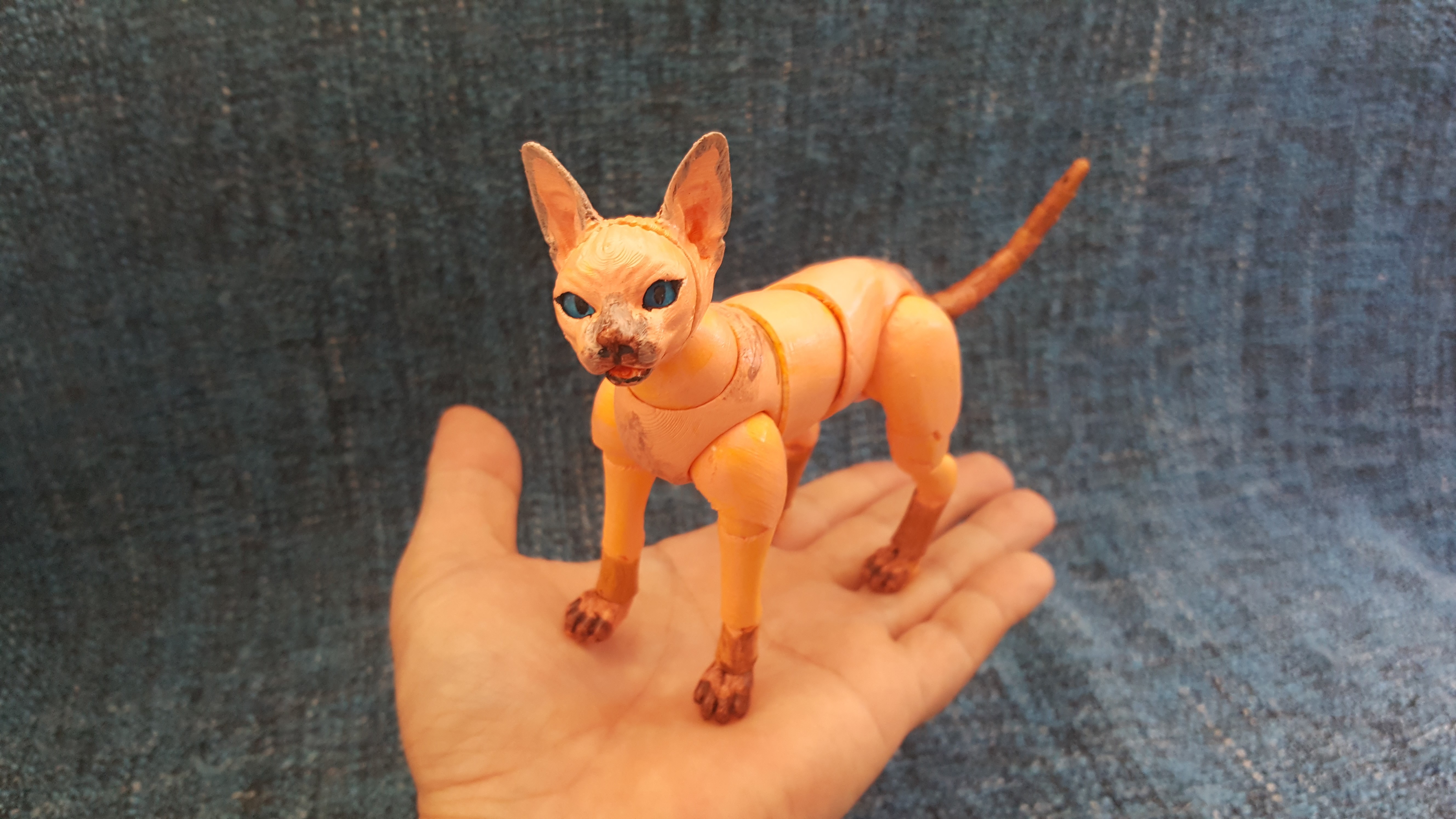 Sphynx Cat