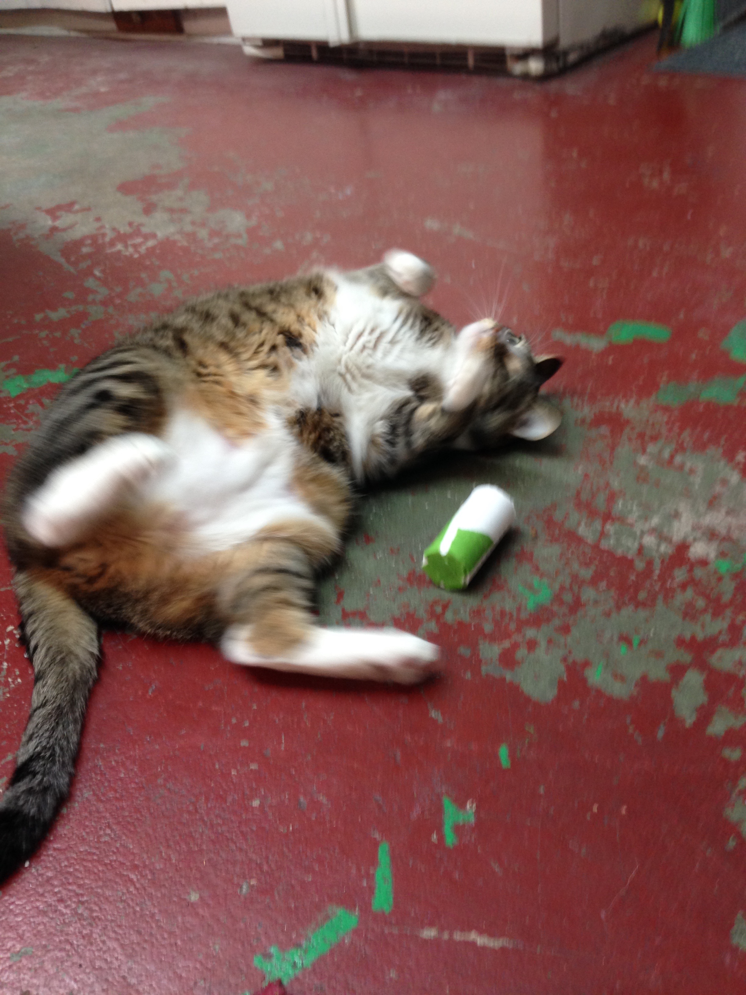 Cat Toy