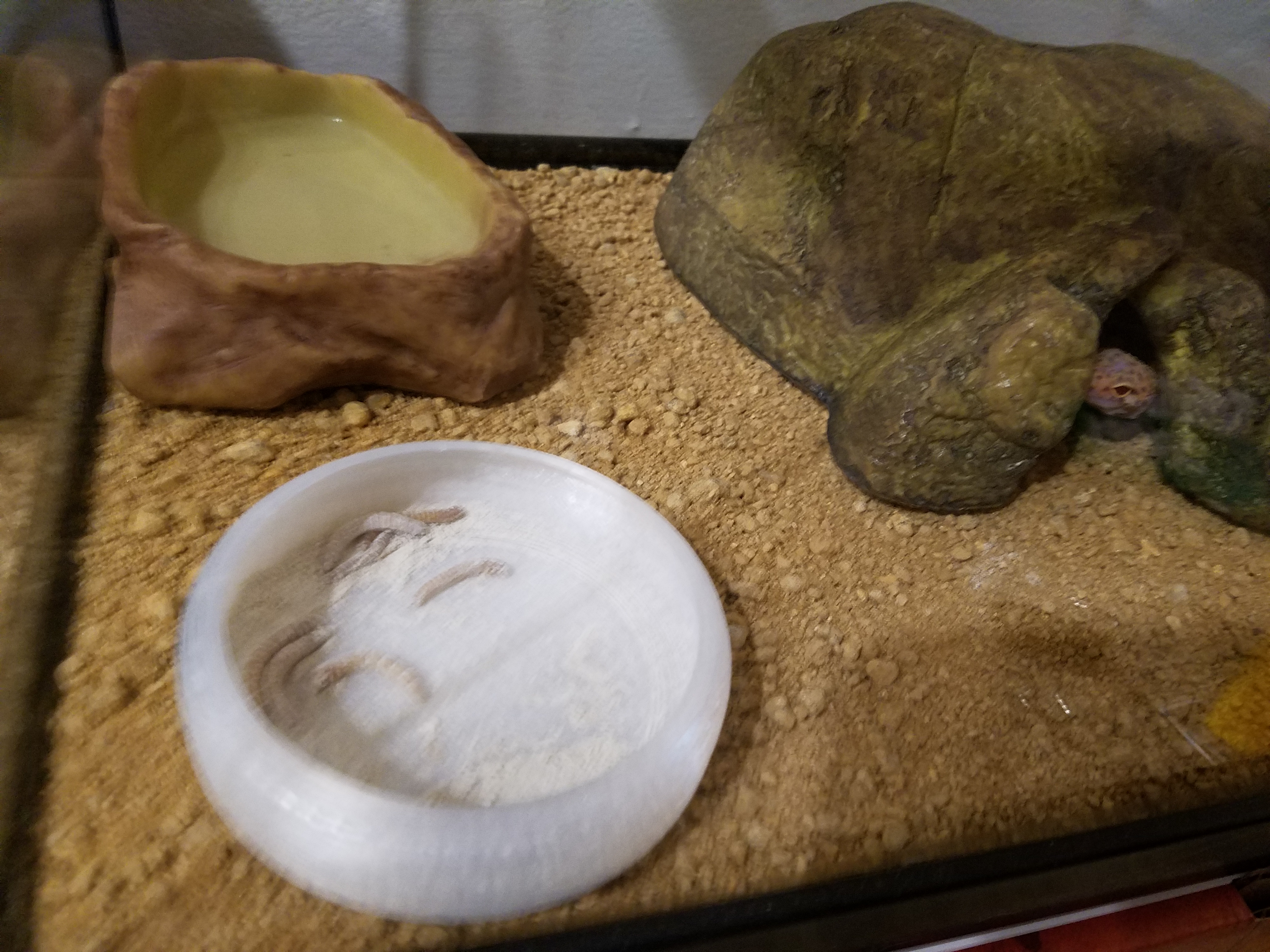 Gecko Food Dish for Worms