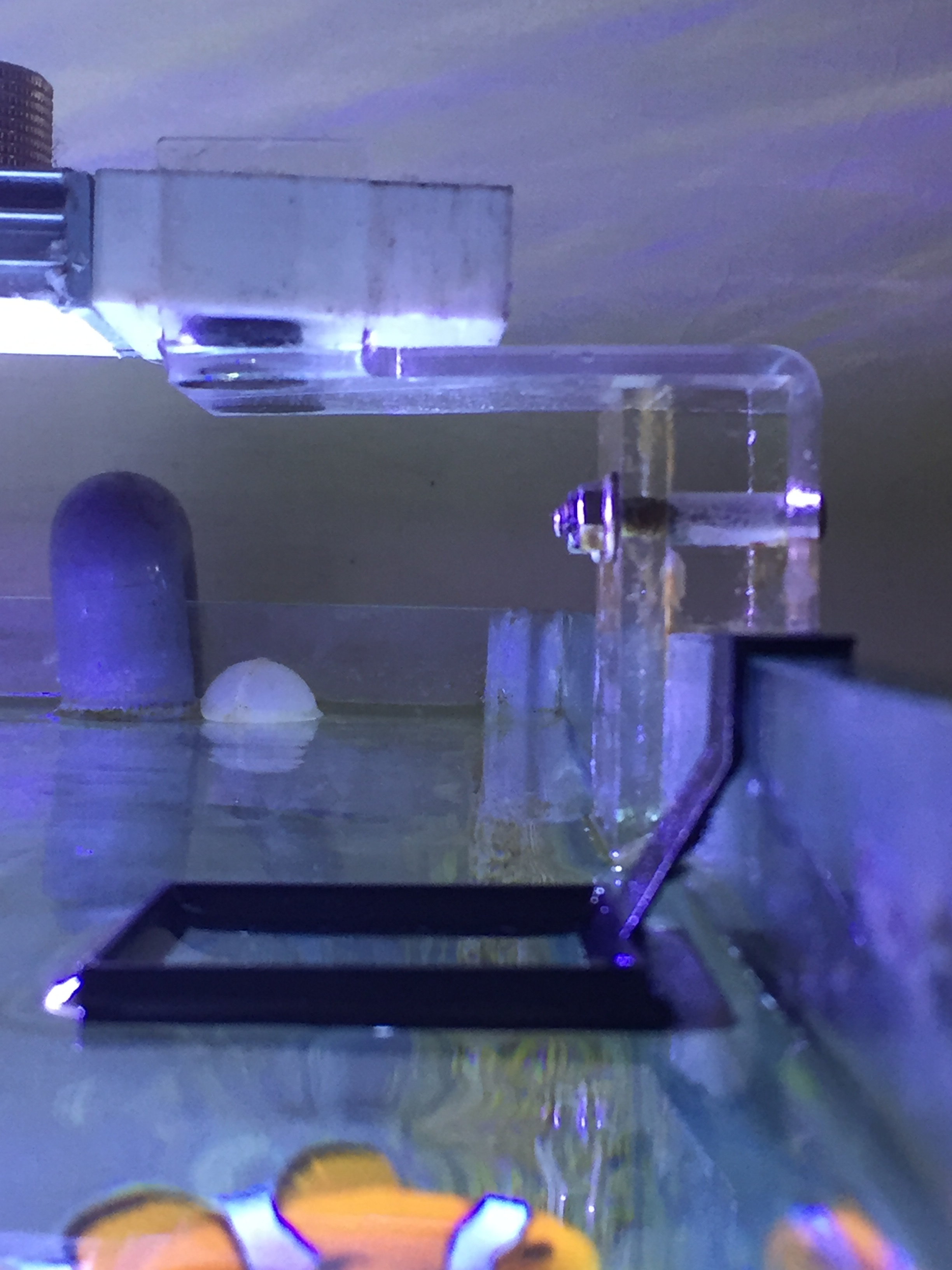 Aquarium Feeding Ring
