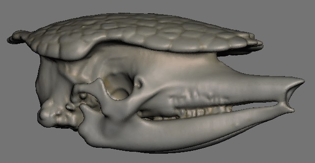 Small Mammal Skulls