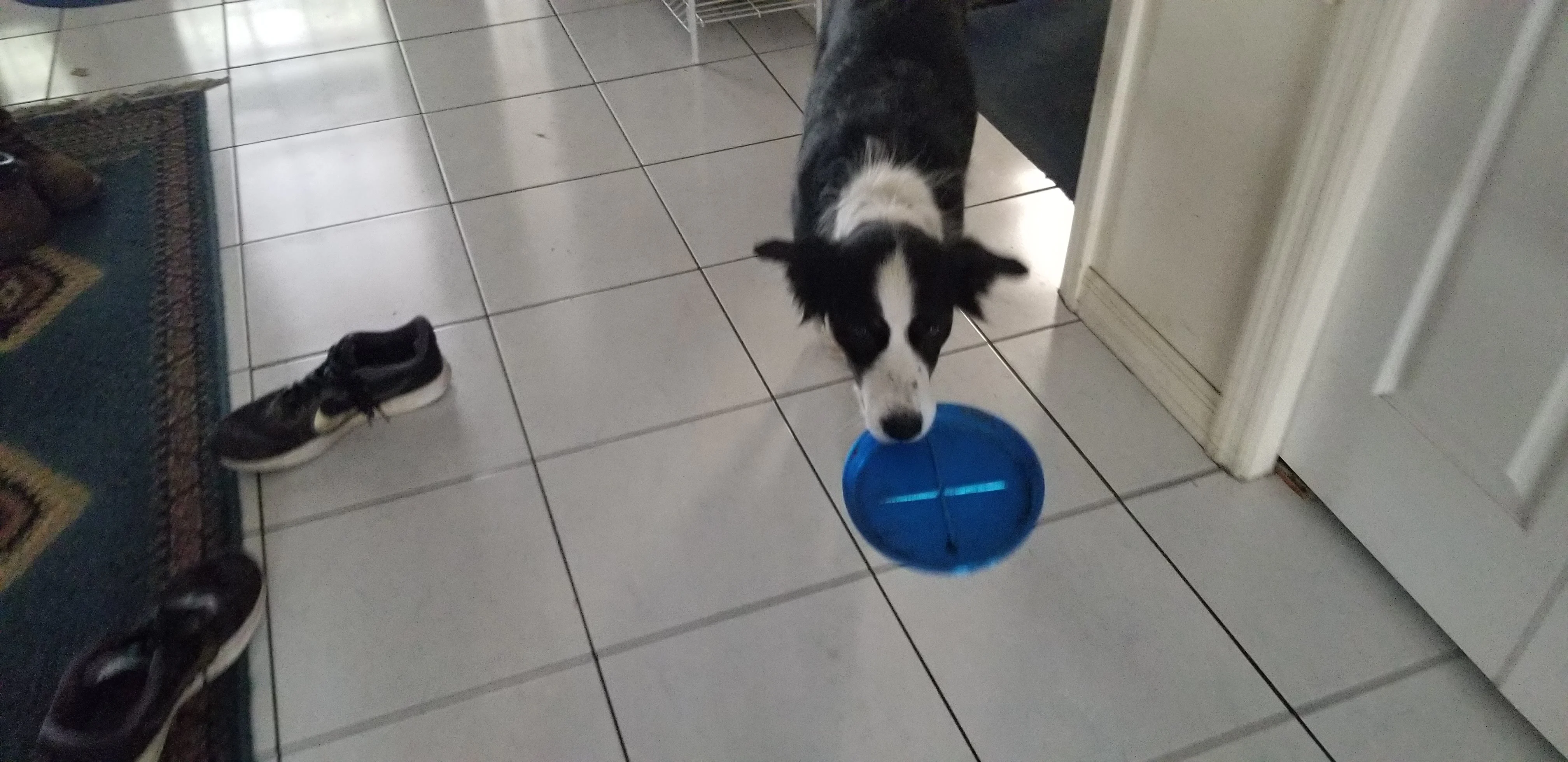 FLEXIBLE and durable Dog frisbee