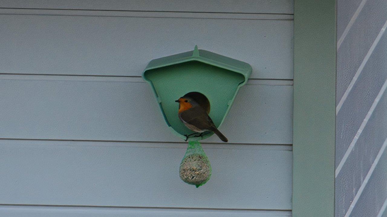 Birdfeeder with peanutbutter