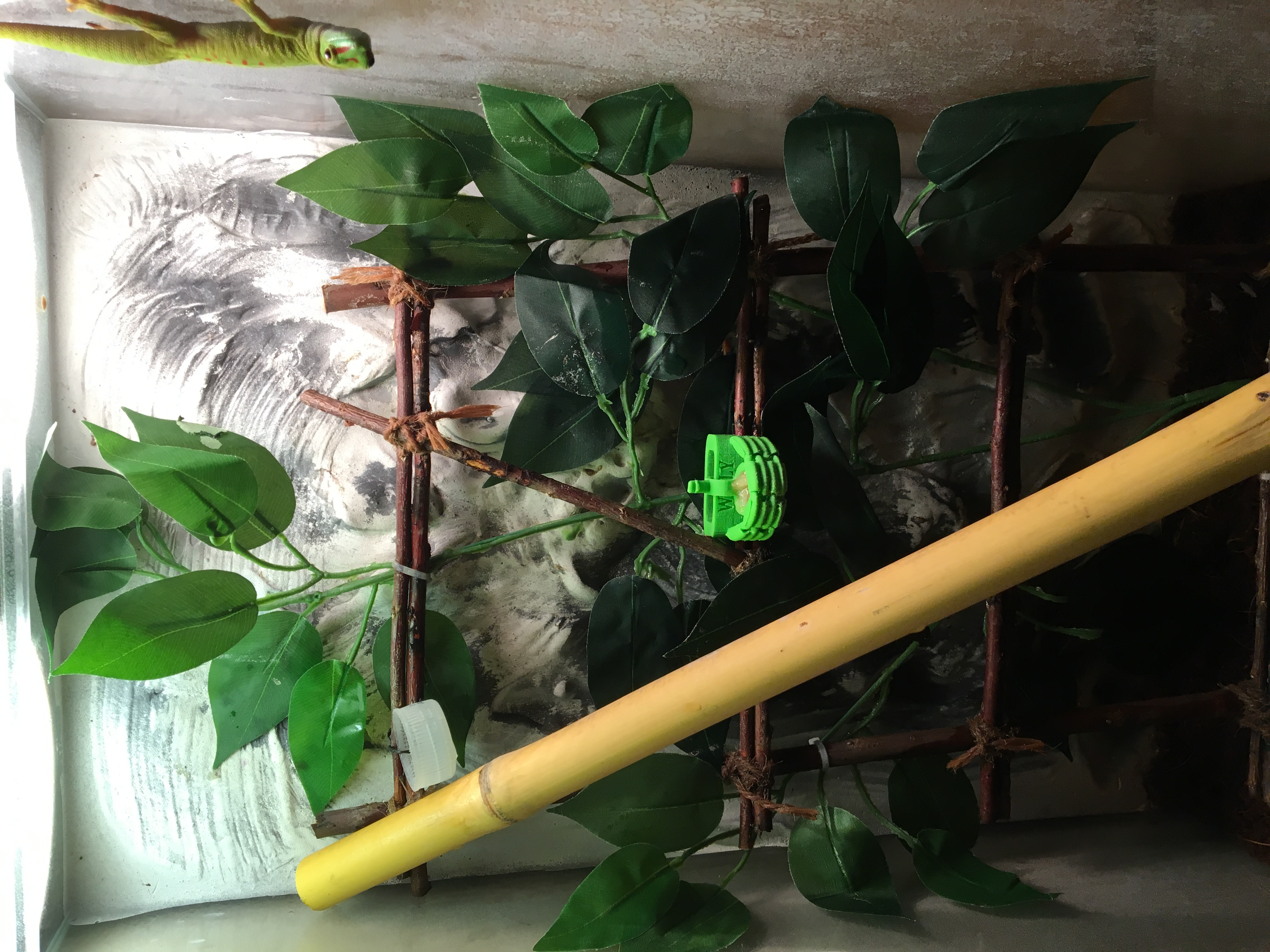 Gecko Gekko feeder