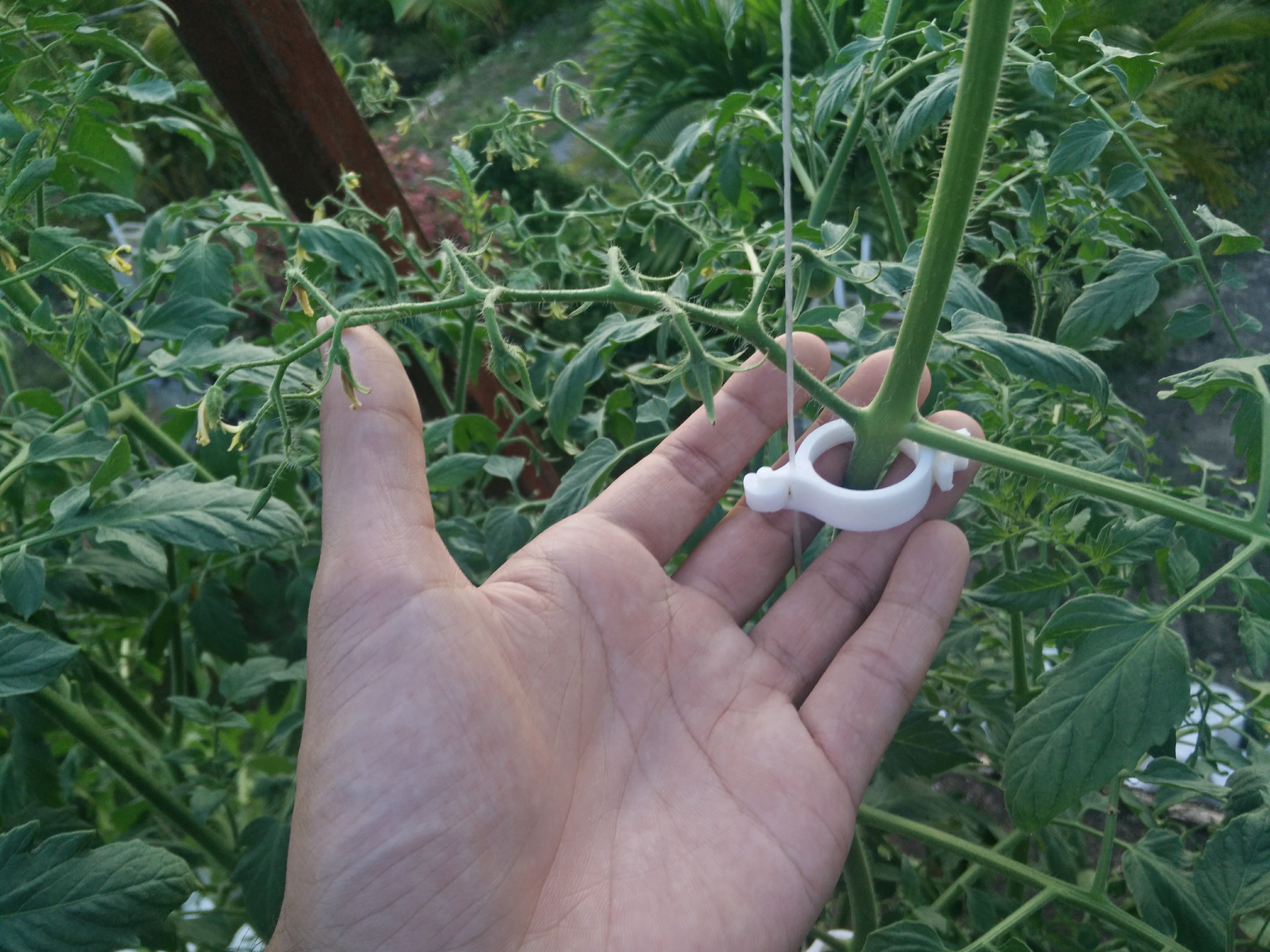 Trellis Clip