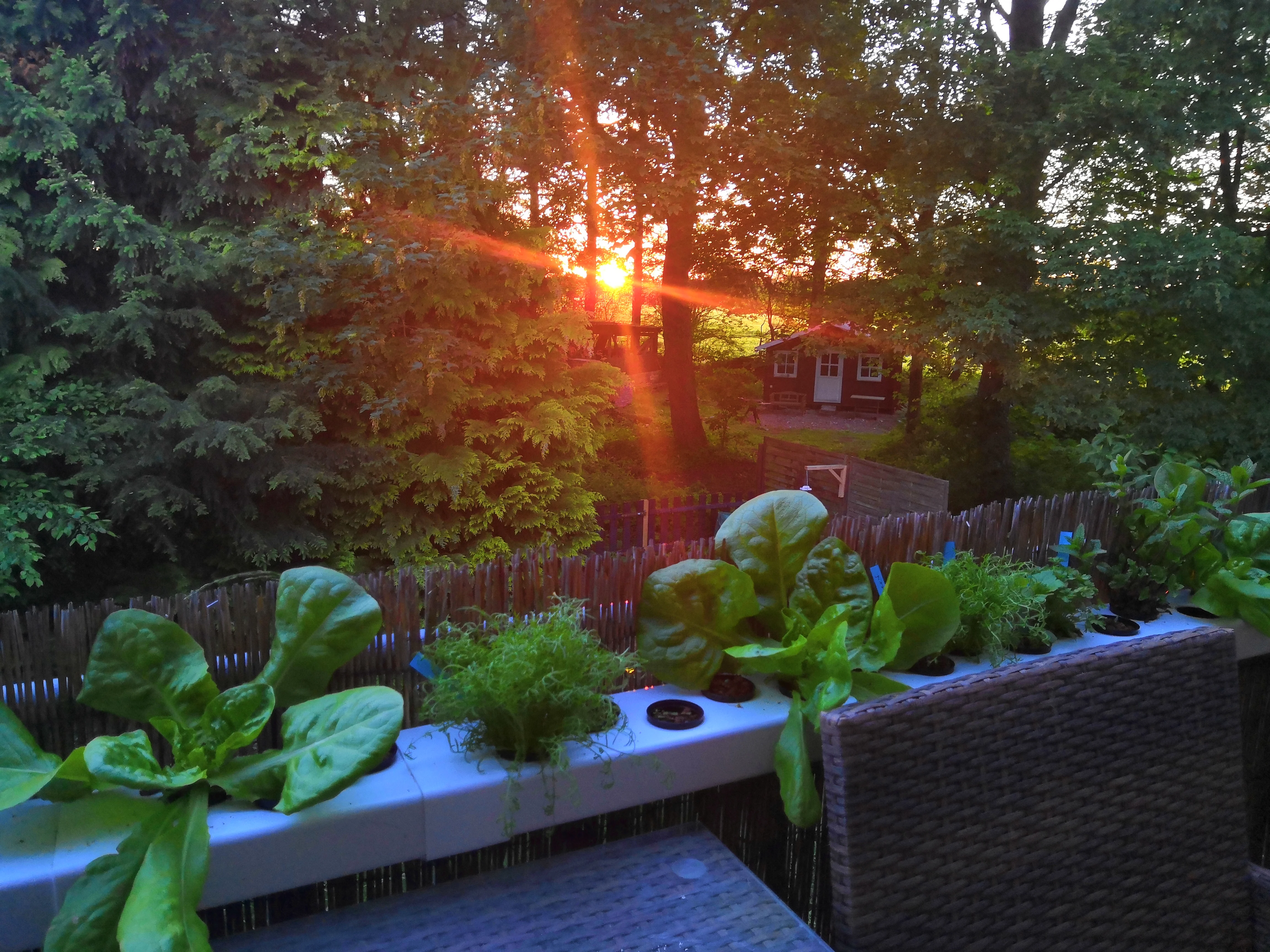 Hydroponic urban gardening system