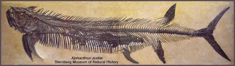 Xiphactinus Dinosaur Fossil (Complete)