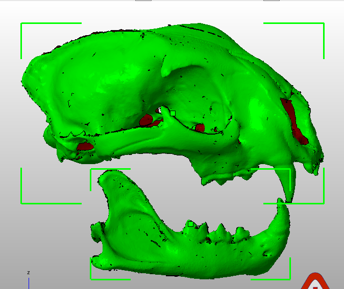 Subadalt female Cougar skull (upper & lower)