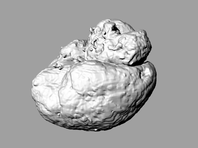 Chimpanzee brain