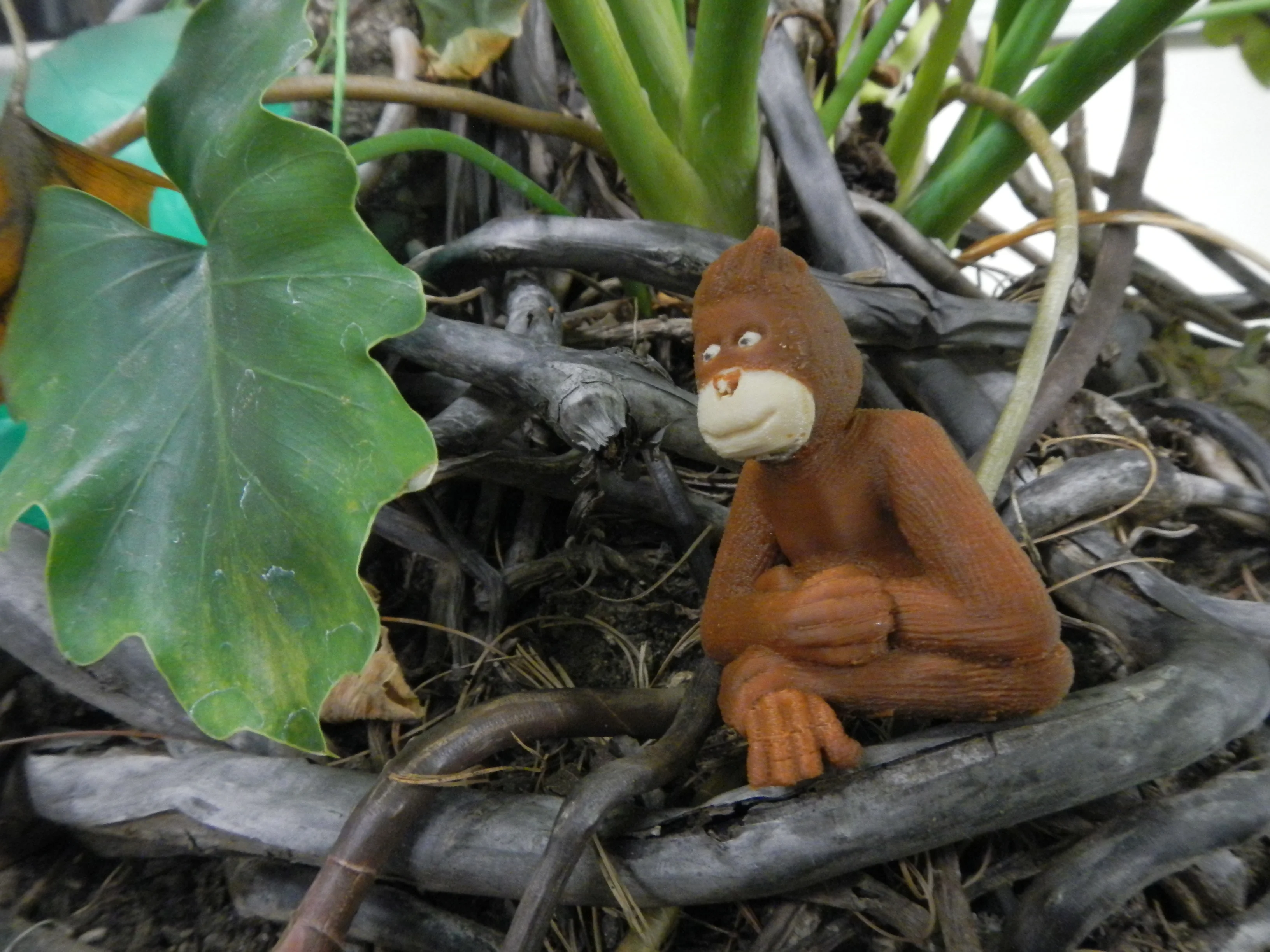 Orangutan