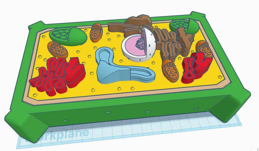 Plant Cell Model